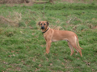 Daisy-dog-training-kent-the-dog-trainer-medway-towns-strood-gillingham-chatham-rochester