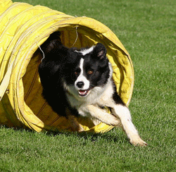 dog agility kent sheppey sittingbourne maidstone canterbury faversham ...