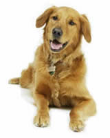 dog training kent rochester dog home visits chatham gillingham rainham dog trainer