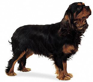 Cavalier-King-Charles-Spaniel-dog_training-dog_trainer-Kent-gift-voucher-vouchers-present-birthday-christmas-clicker-training-home-visits-puppy