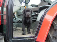 Inca-labrador-puppy-dog-training-trainer-Ashford-Herne-bay-Broadstairs-Strood