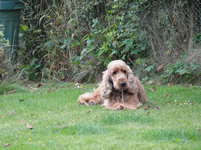 ella-cocker-spaniel-dog-training-kent-the-dog-trainer-one-to-one