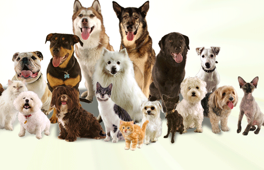 group_dog_training_classes-kent_dog_training_dog_trainer_dogs_puppy_training_clicker_training_tellington_touch-maidstone-medway-sittingbourne-sheppey-faversham